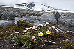 BB 12 0580 / Ranunculus glacialis / Issoleie
